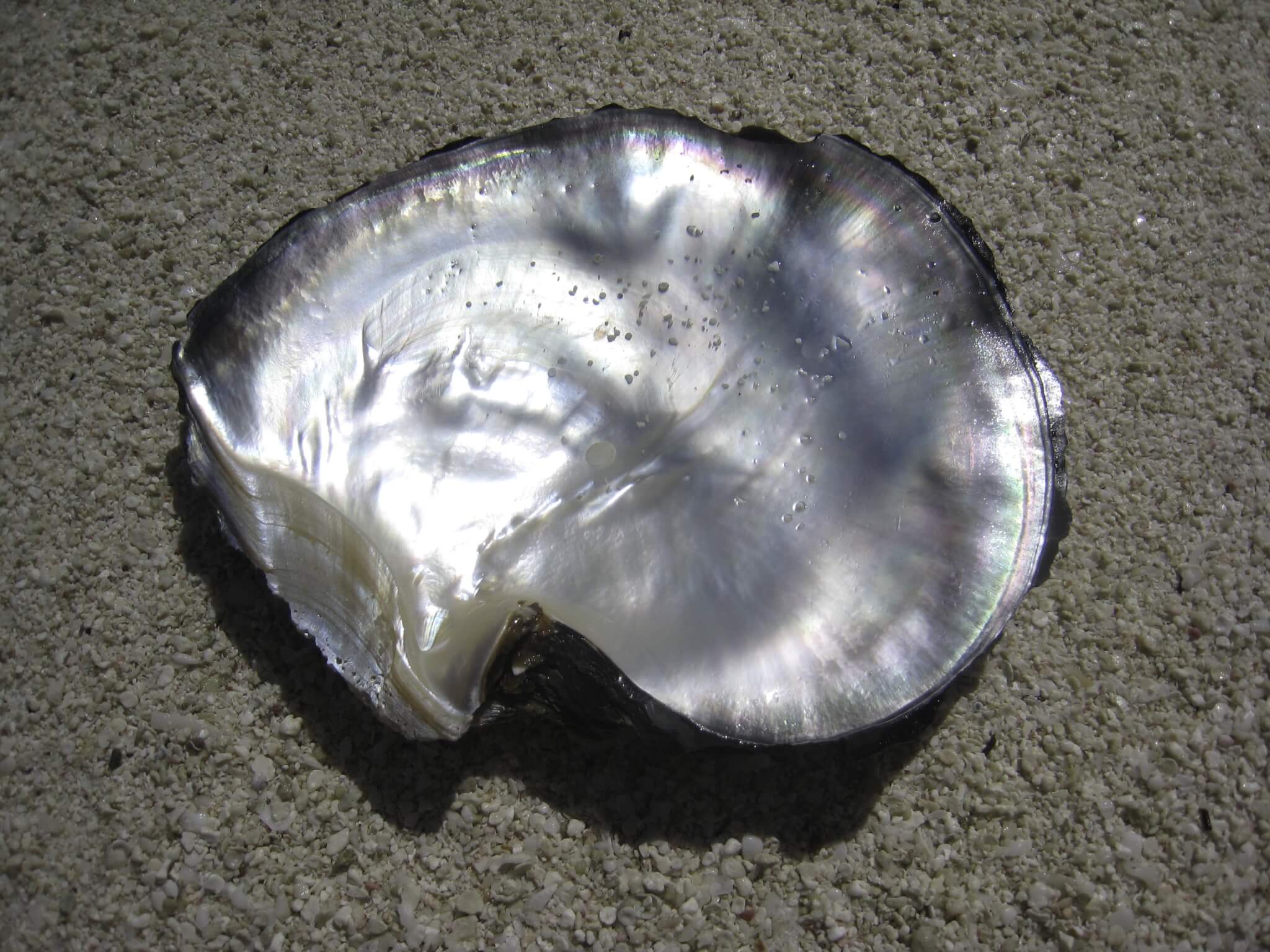 CALCAREA CARBONICA