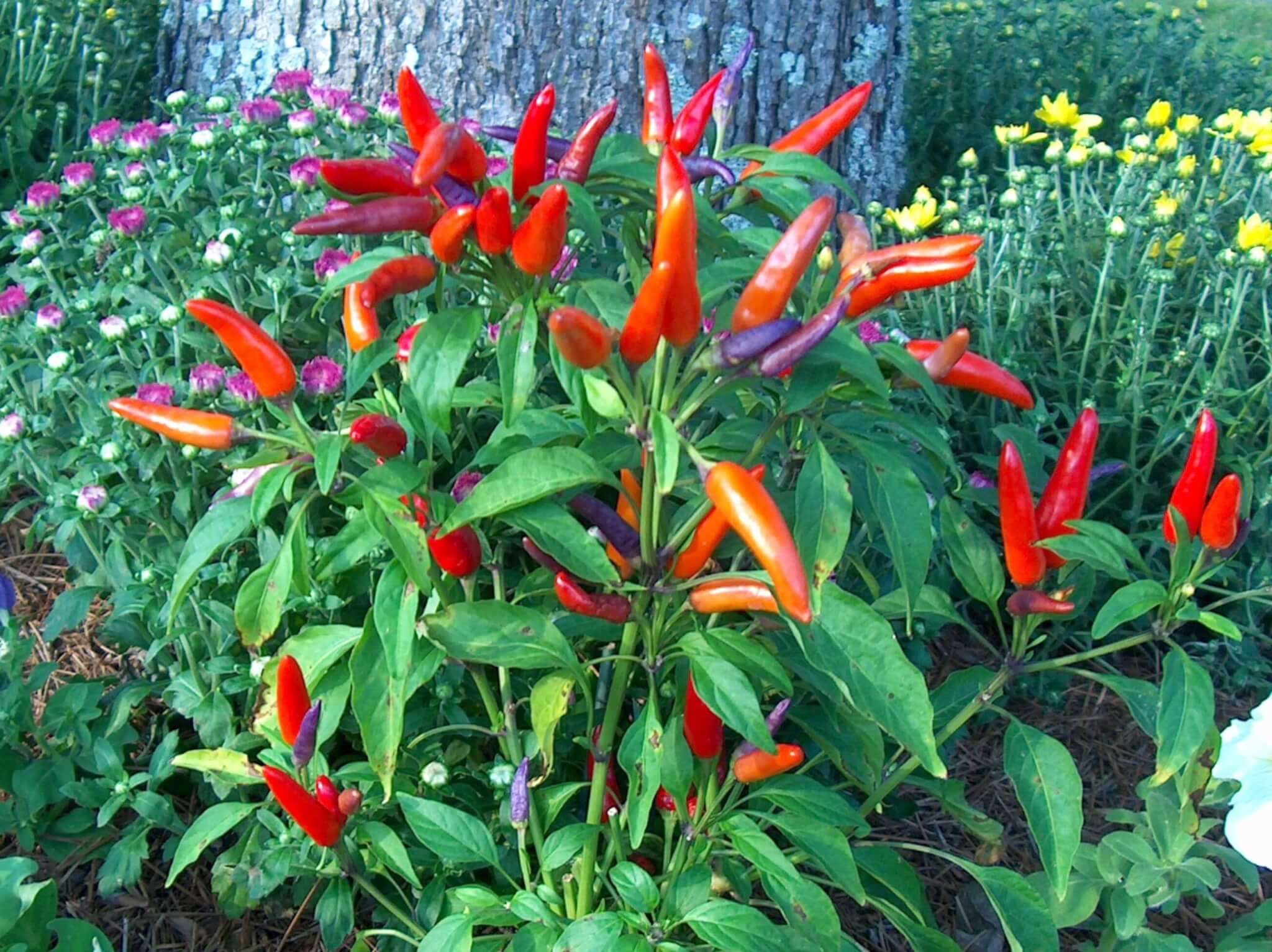 CAPSICUM ANNUUM