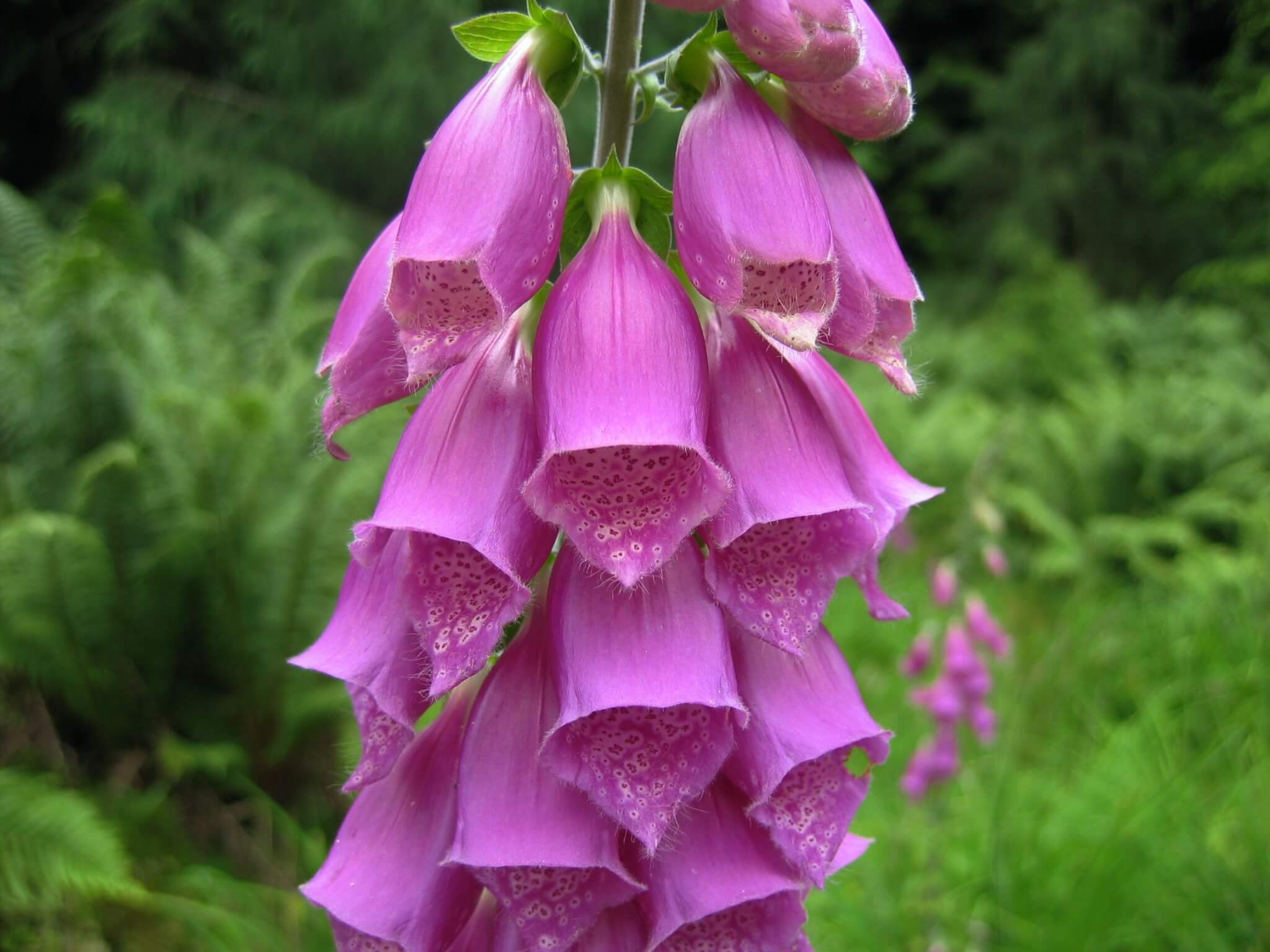 DIGITALIS PURPUREA