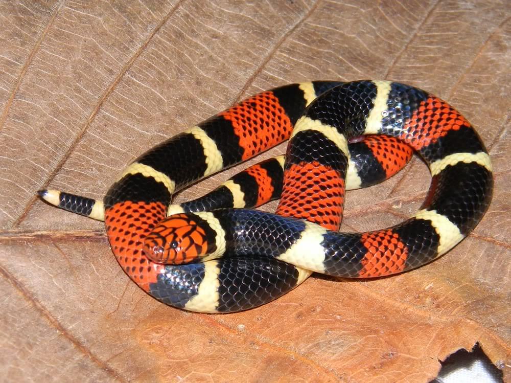 ELAPS CORALLINUM