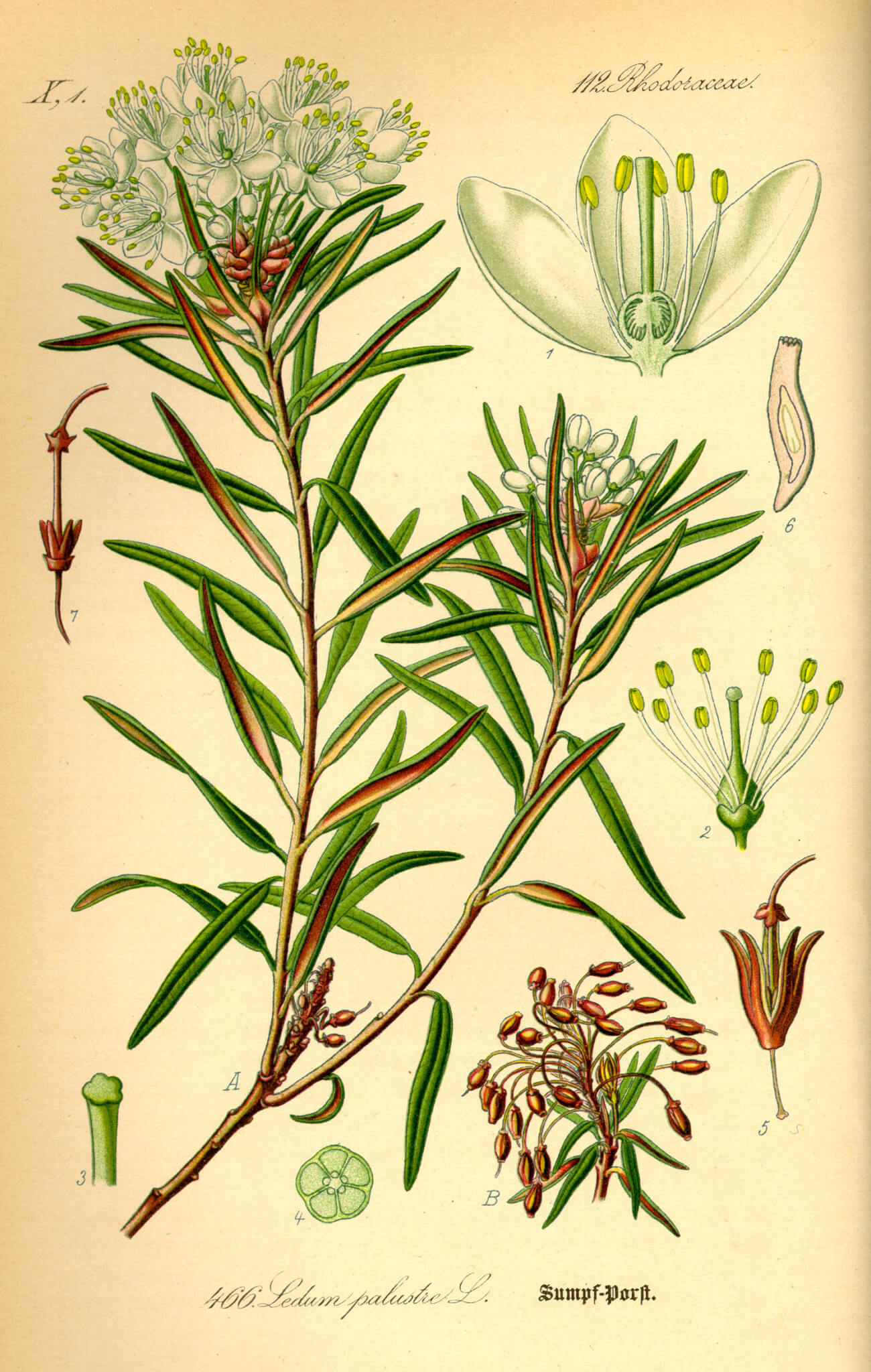 Discovery of Ledum palustre