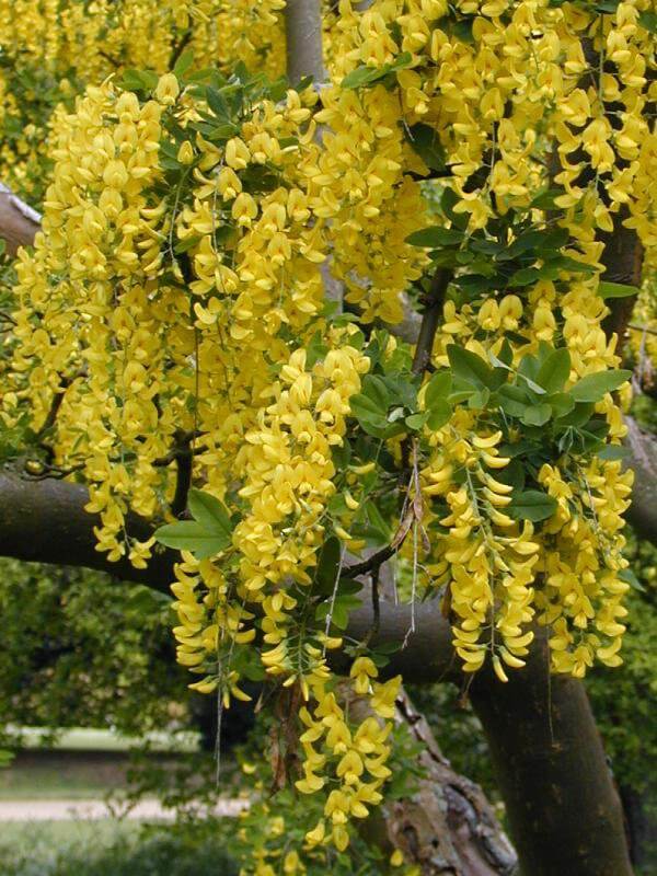 CYTISUS LABURNUM