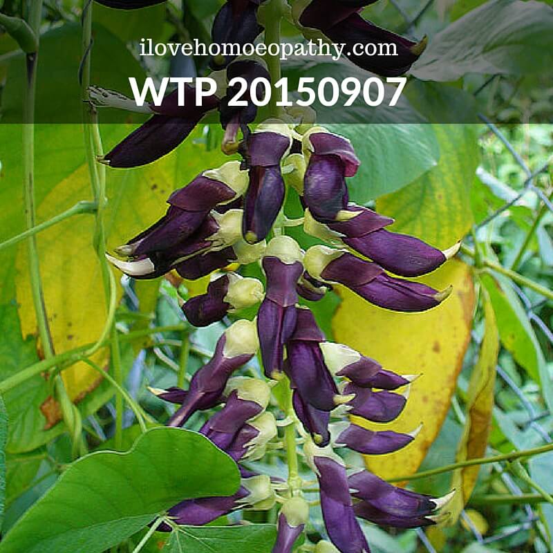 WTP 20150907