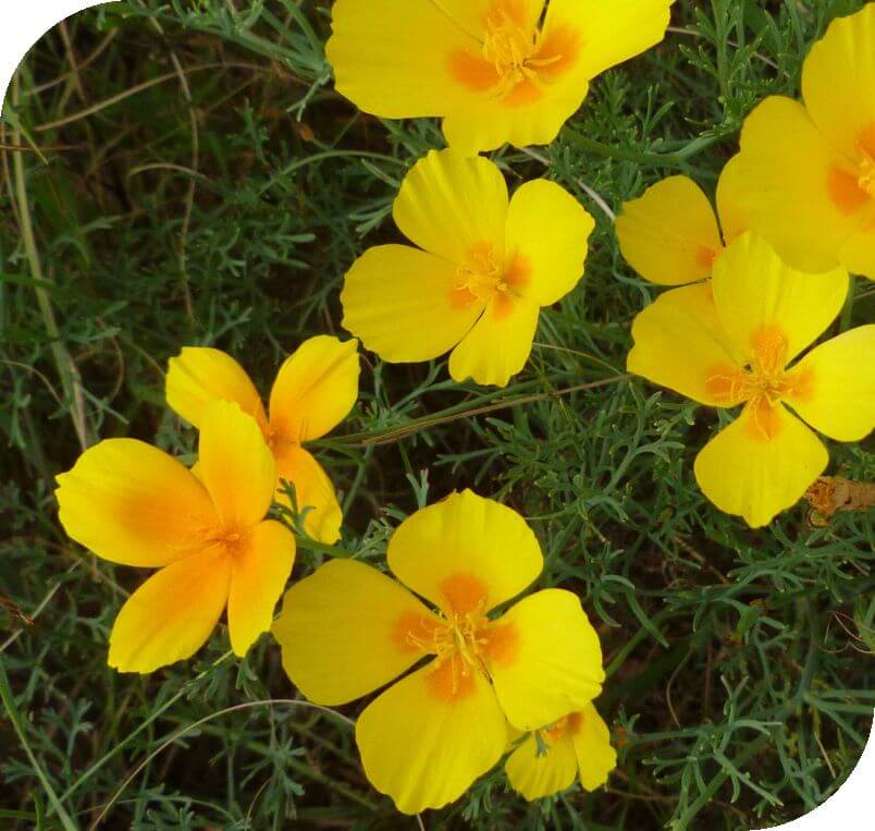 Rock Rose for more than Panic
