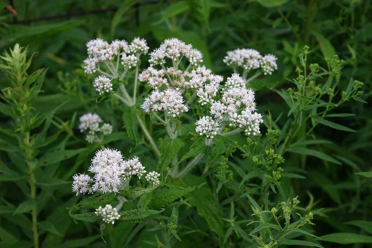 EUPATORIUM PERFOLIATUM