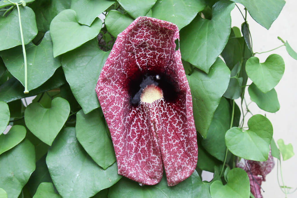 ARISTOLOCHIA GRANDIFLORA