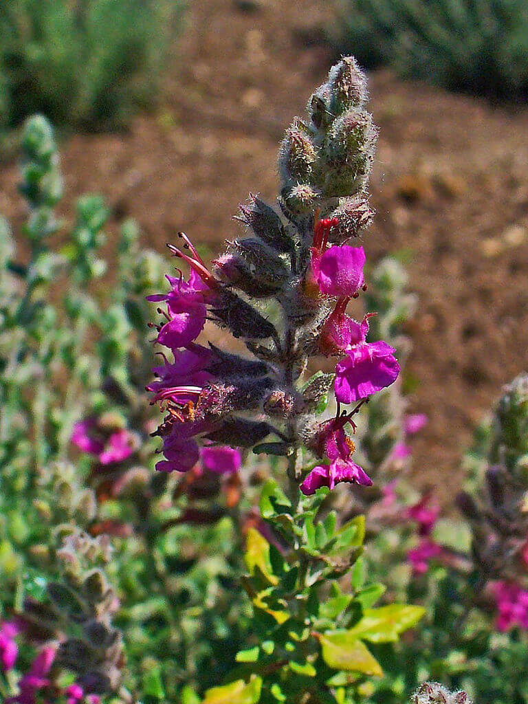 MARUM VERUM TEUCRIUM