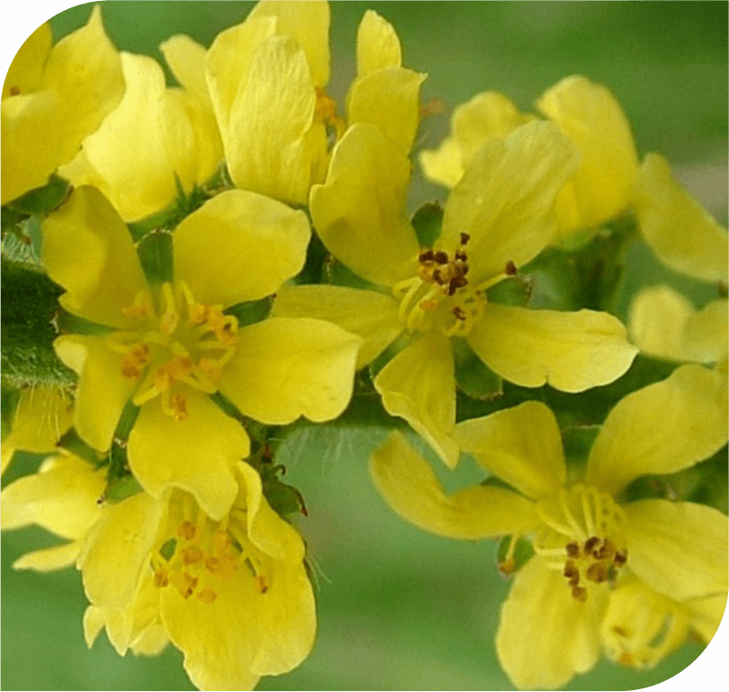 AGRIMONY - The honesty flower
