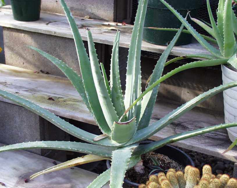 ALOE SOCOTRINA