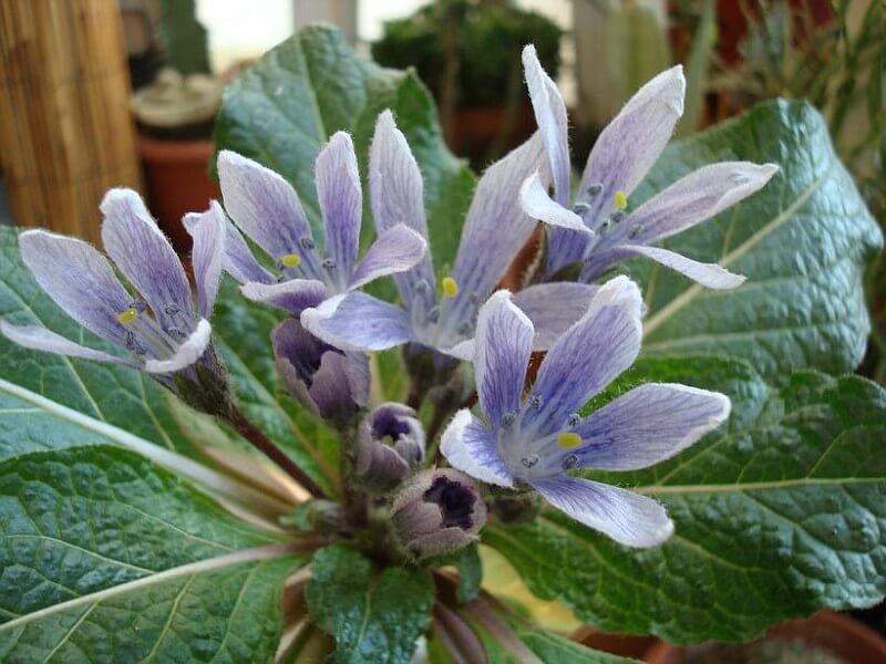 MANDRAGORA