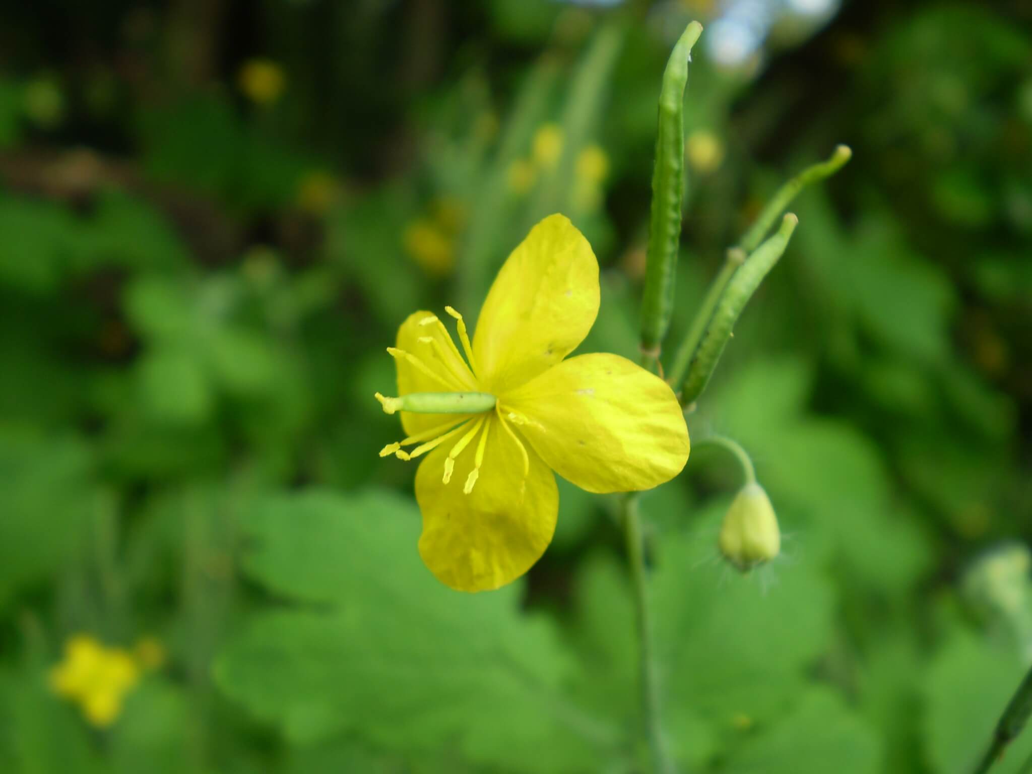 CHELIDONIUM MAJUS