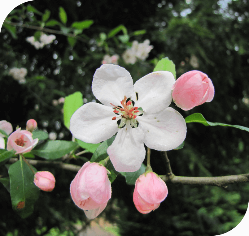 Bach Flower Essences for Menopause