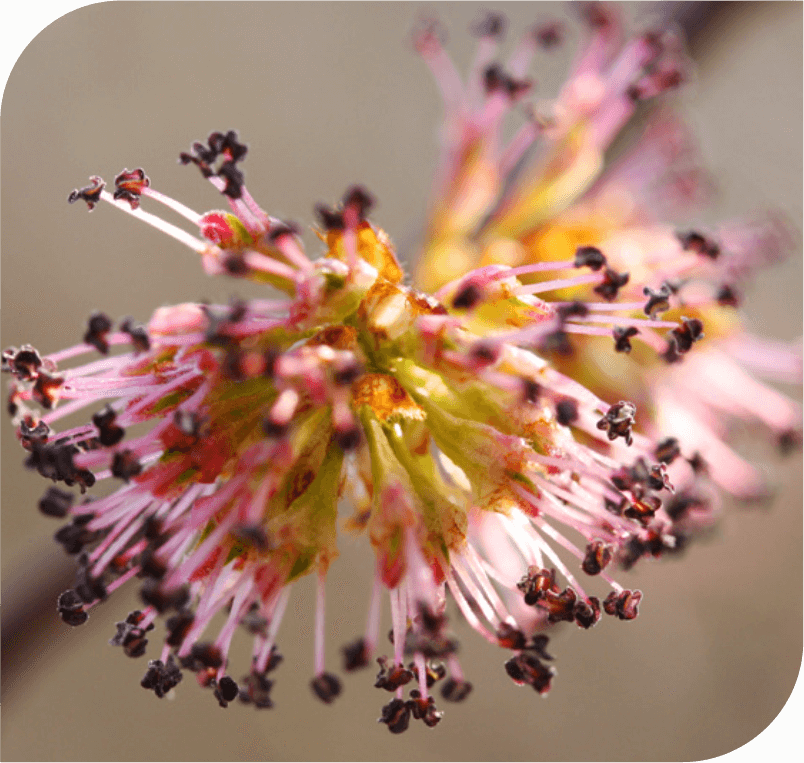 FLOWER ESSENCES FOR DEPRESSION