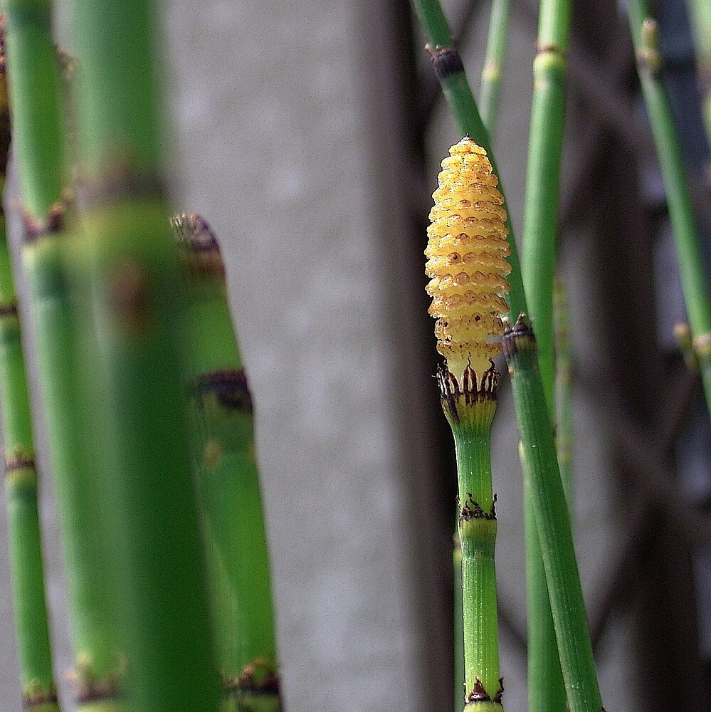 EQUISETUM HYEMALE
