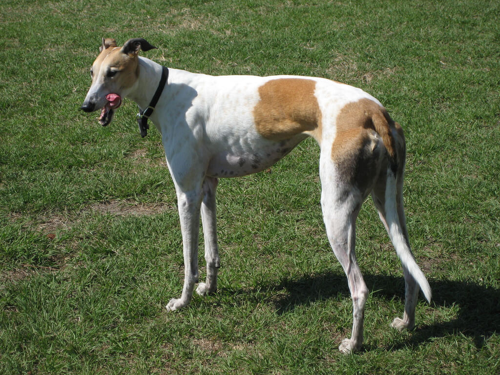 MUSCULAR CRAMPS IN THE GREY HOUND