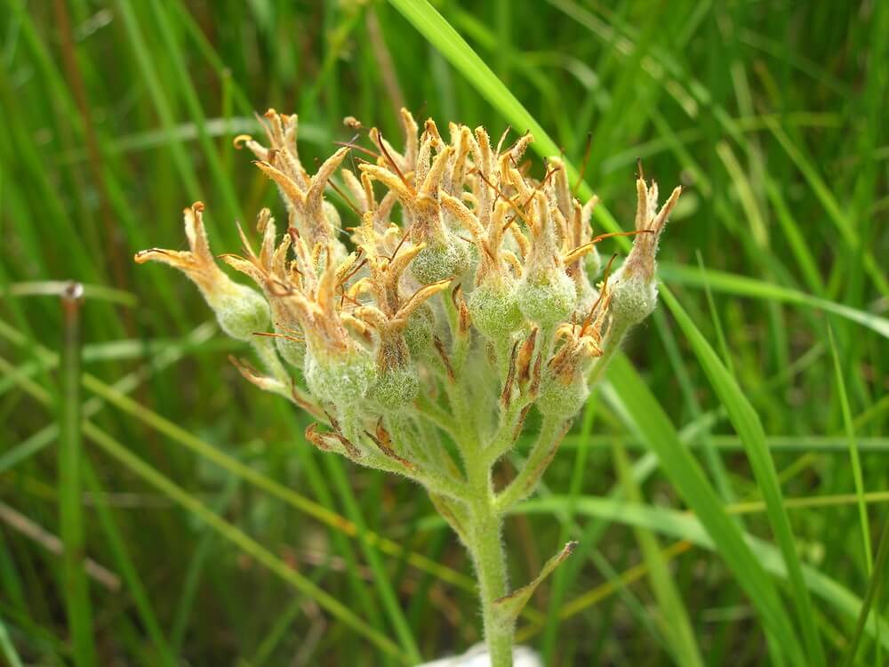 LACHNANTHES TINCTORIA