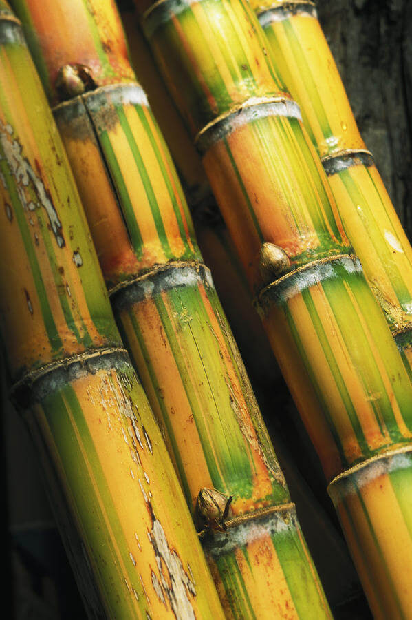 SACCHARUM OFFICINALE