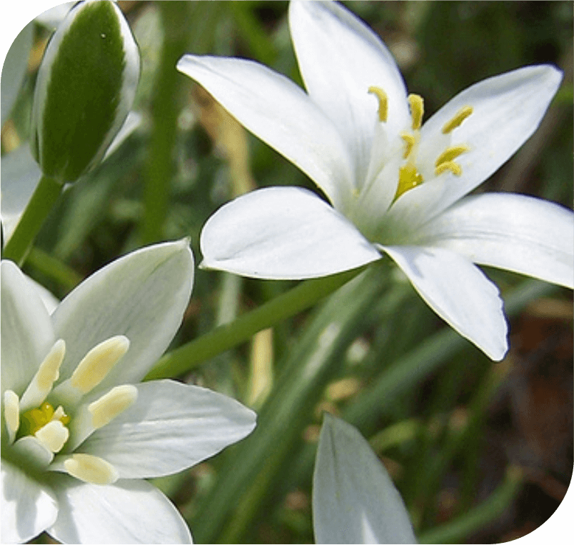 Flower Essences for grief
