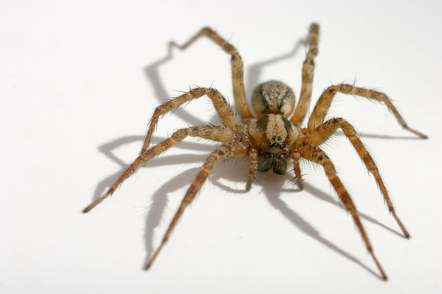 TARENTULA HISPANICA