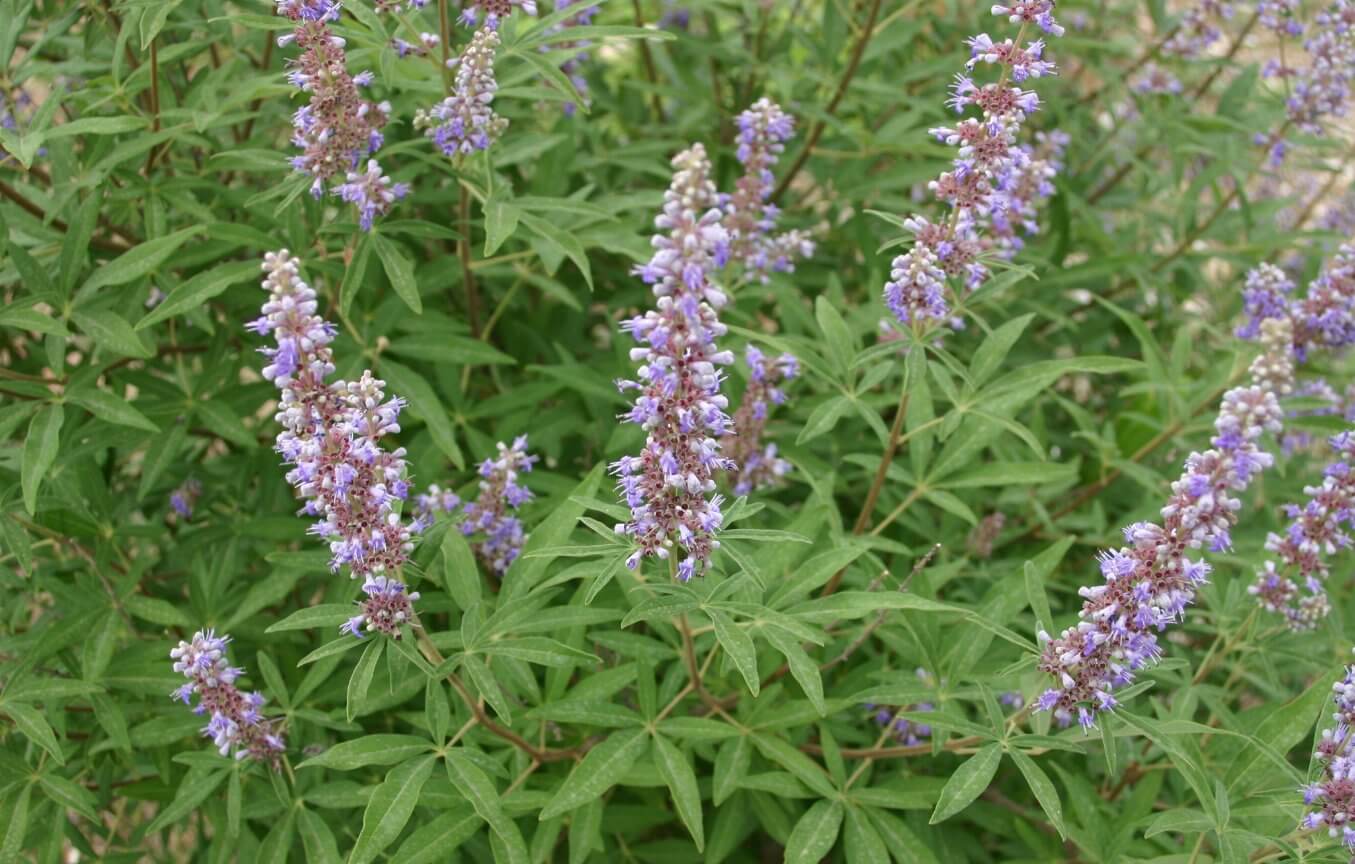 AGNUS CASTUS