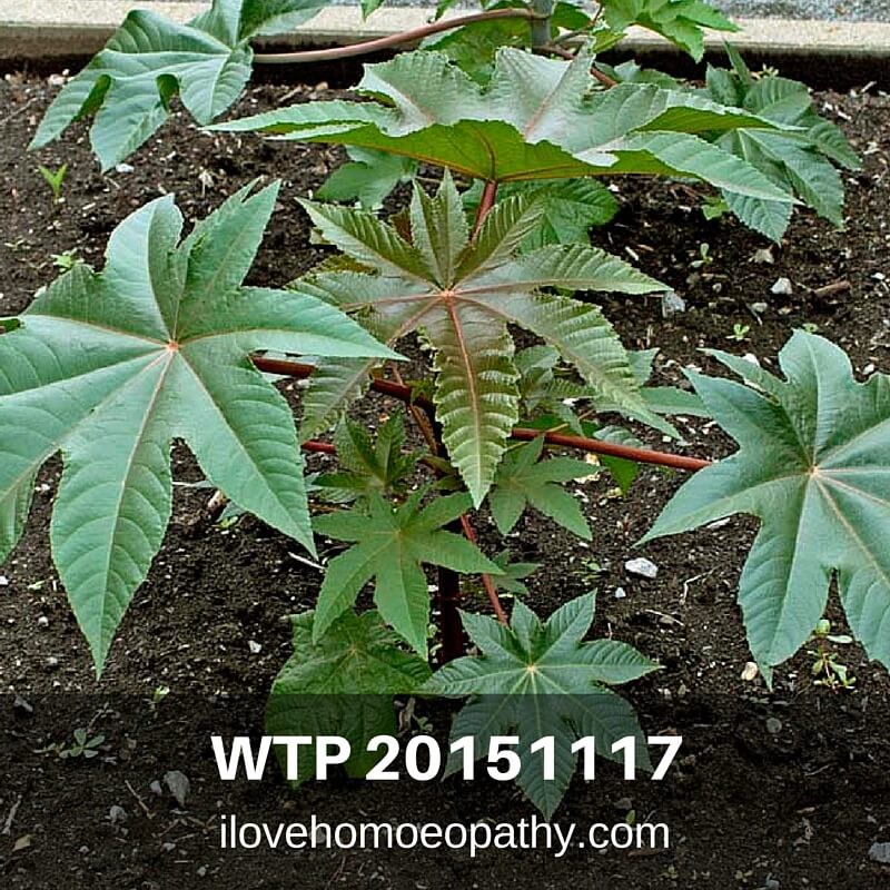 WTP 20151117