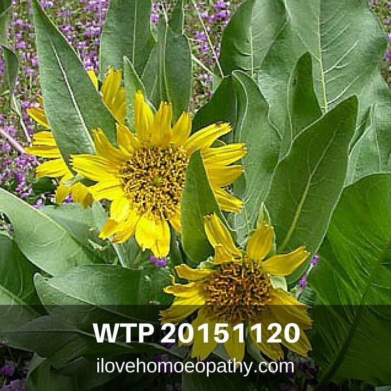 WTP 20151120