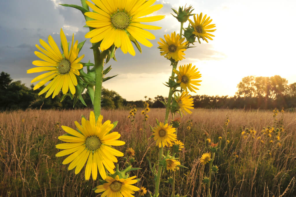SILPHIUM LACINIATUM