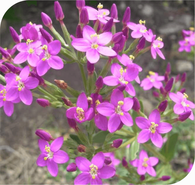 Centaury- The Service Flower