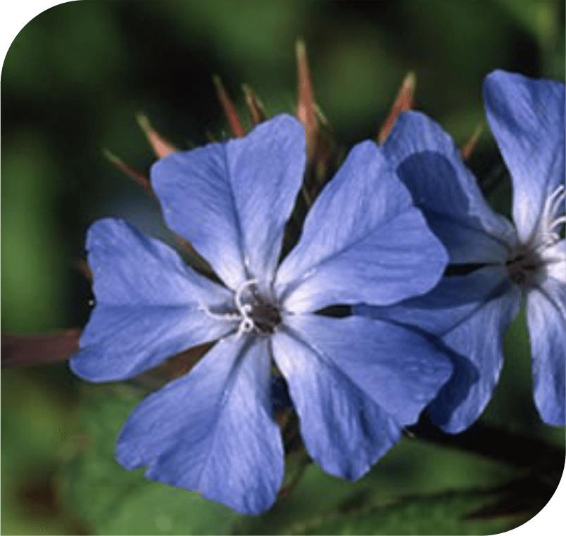 Cerato-The Intuition Flower