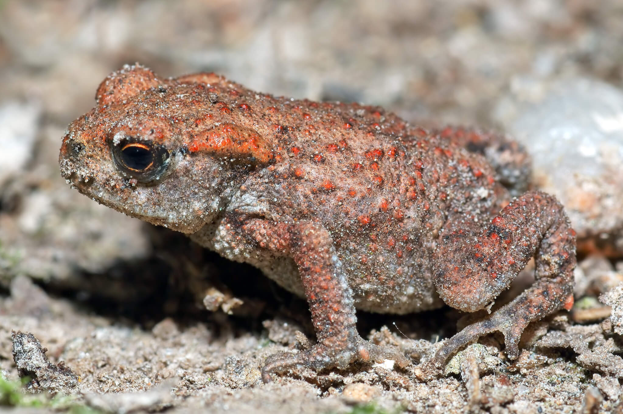 BUFO