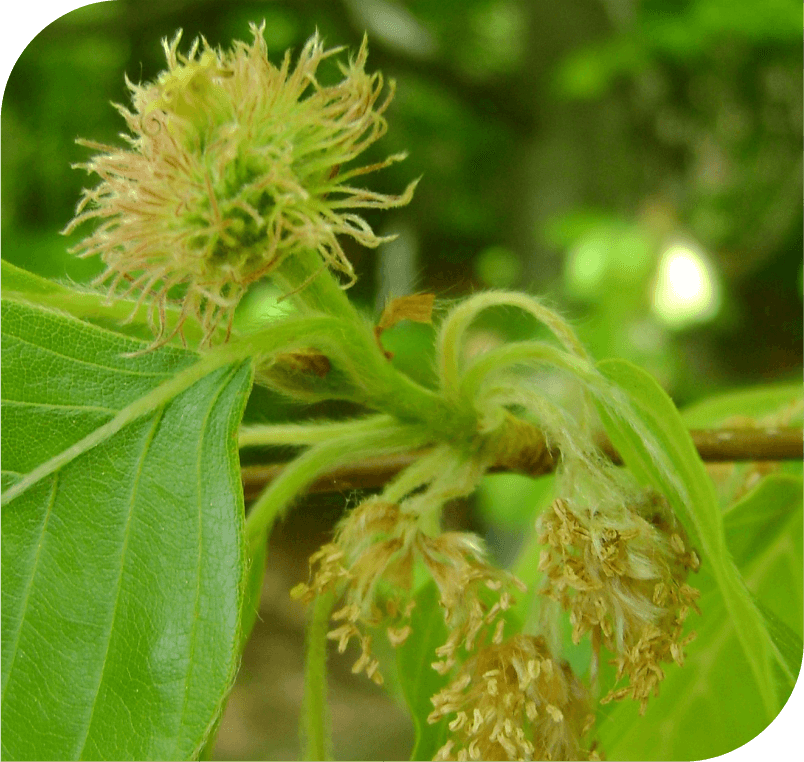 Beech-The Tolerance Flower