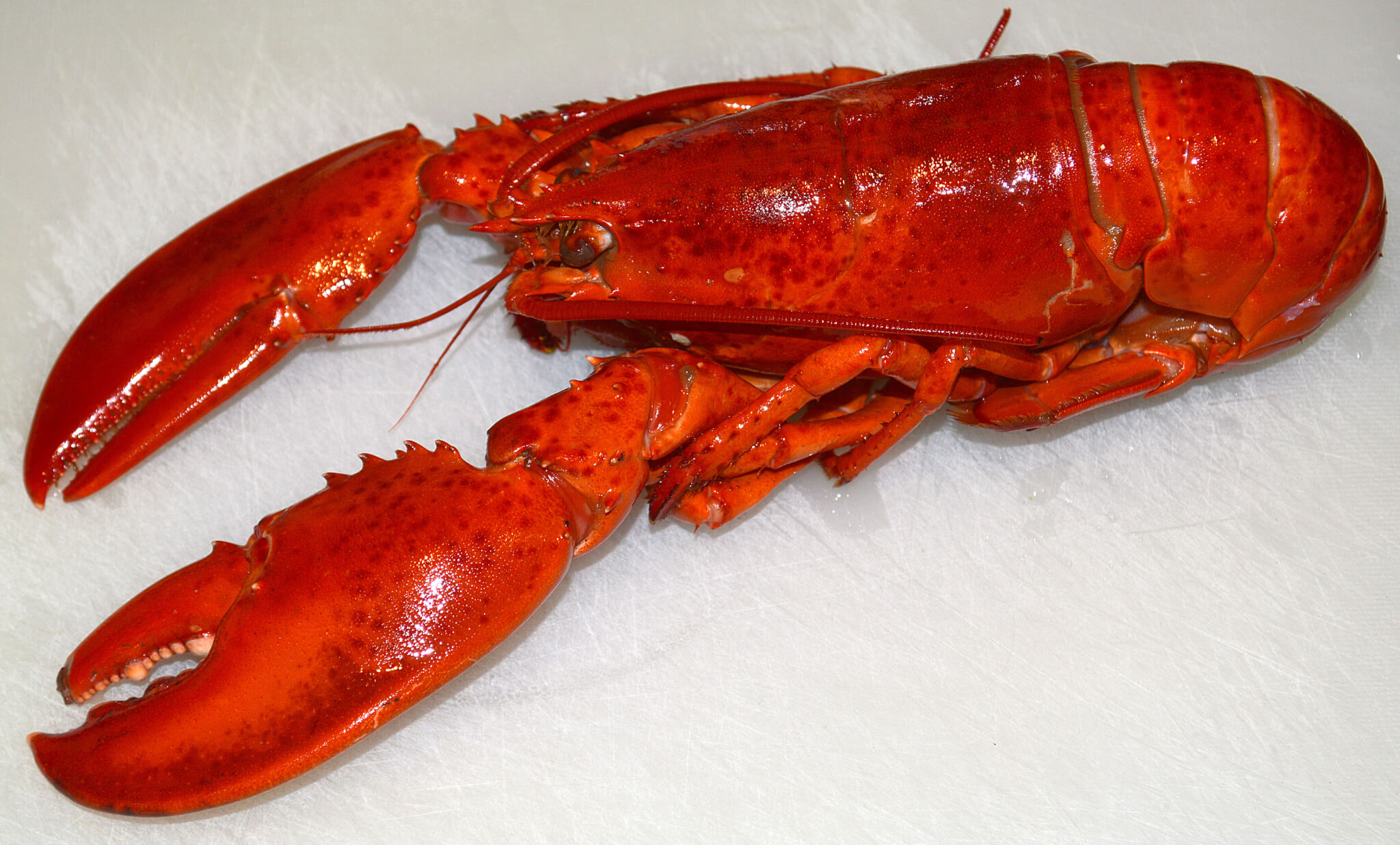 HOMARUS