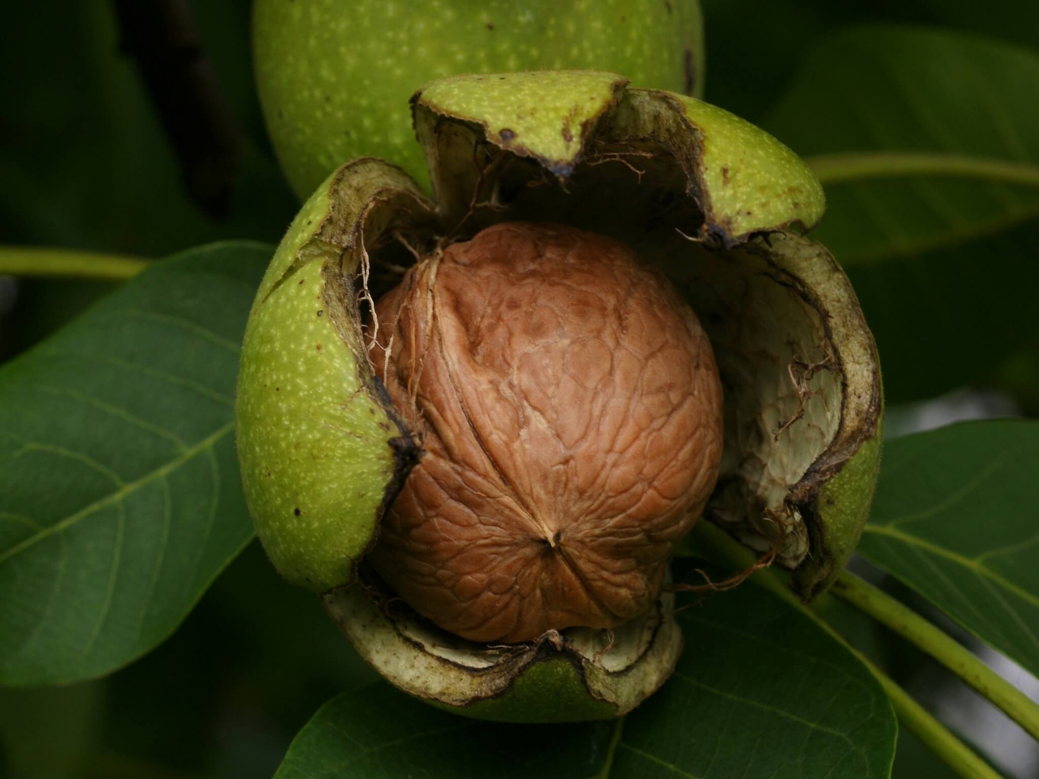 JUGLANS REGIA