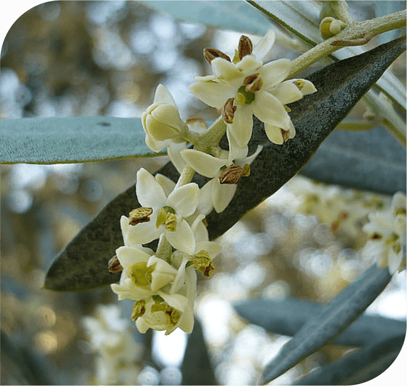 Bach Flower Essences for Addiction