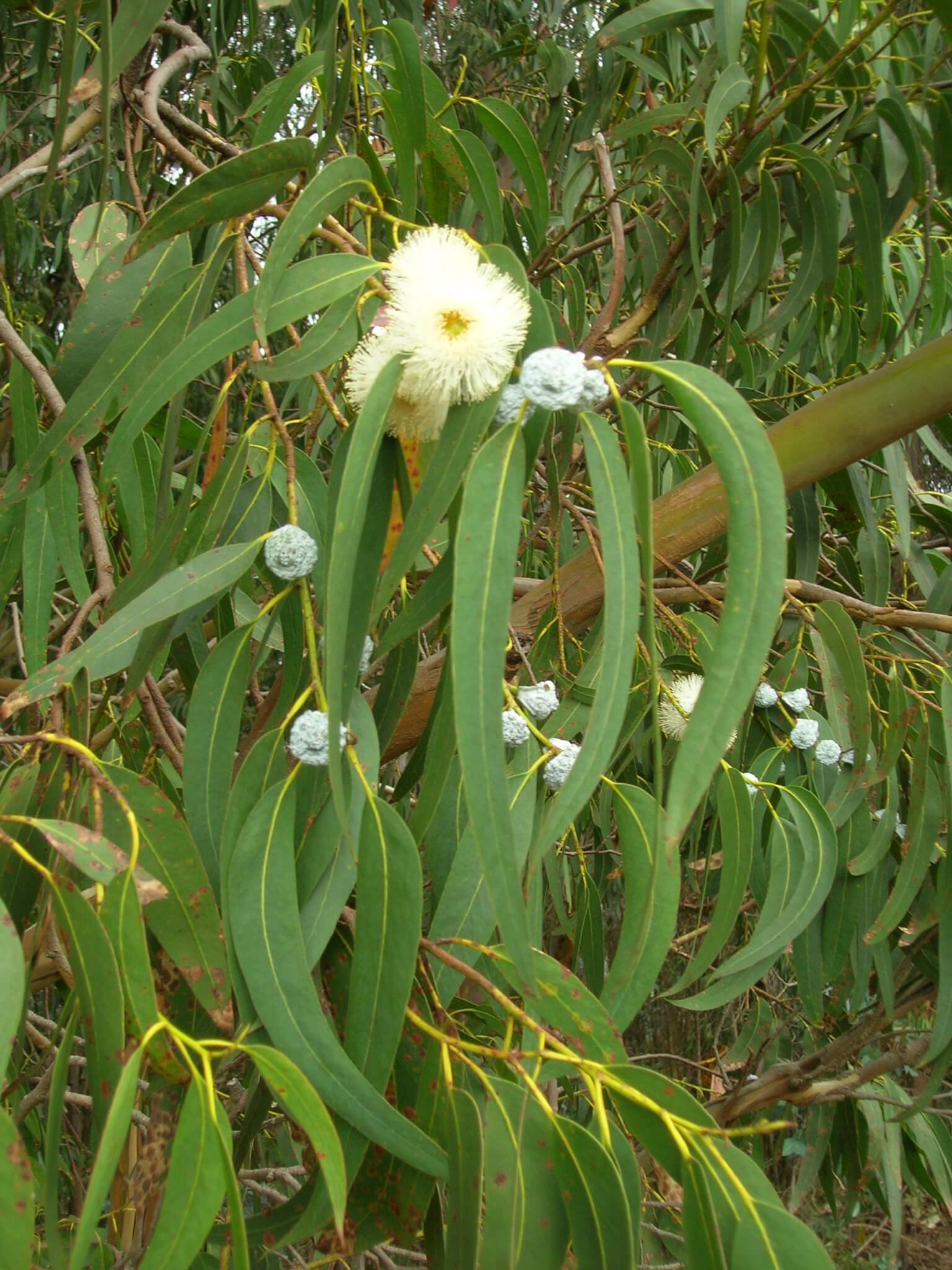 EUCALYPTUS GLOBULUS