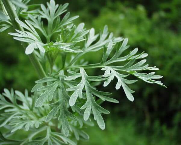 ARTEMISIA ABSINTHIUM