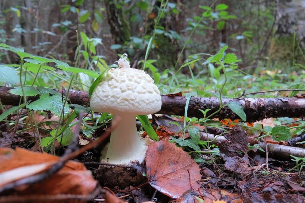 AGARICUS PHALLOIDES