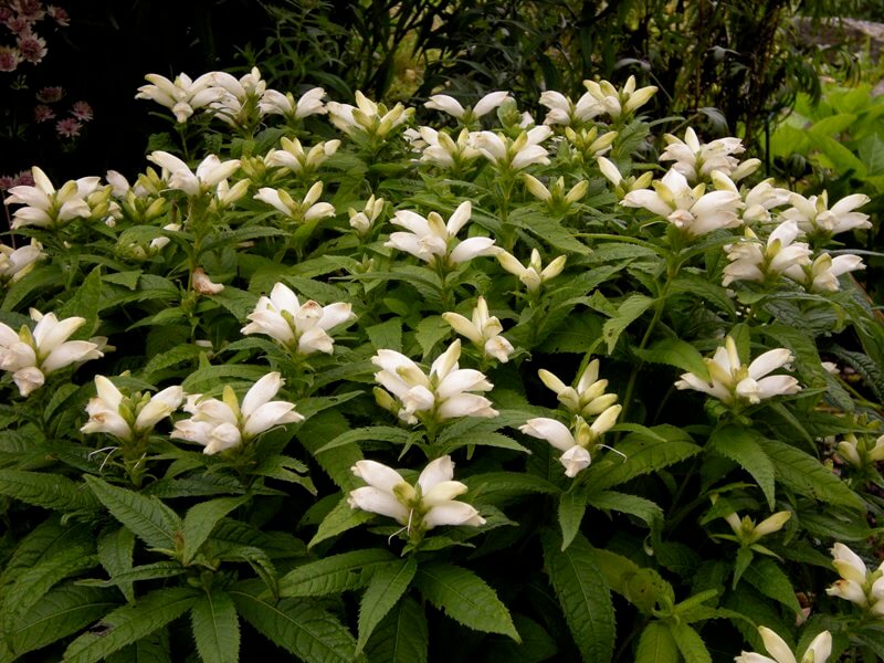 CHELONE GLABRA