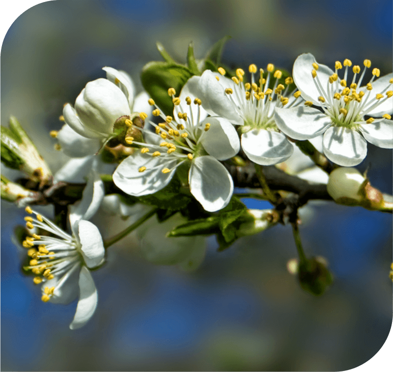 Cherry Plum - The Openness Flower