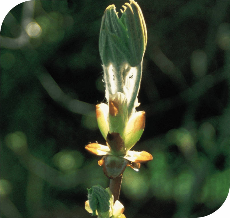 Chestnut Bud - The Learning Flower