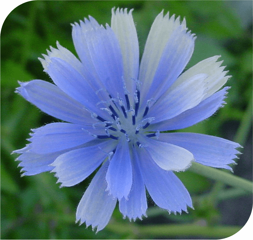Chicory- The Motherliness Flower