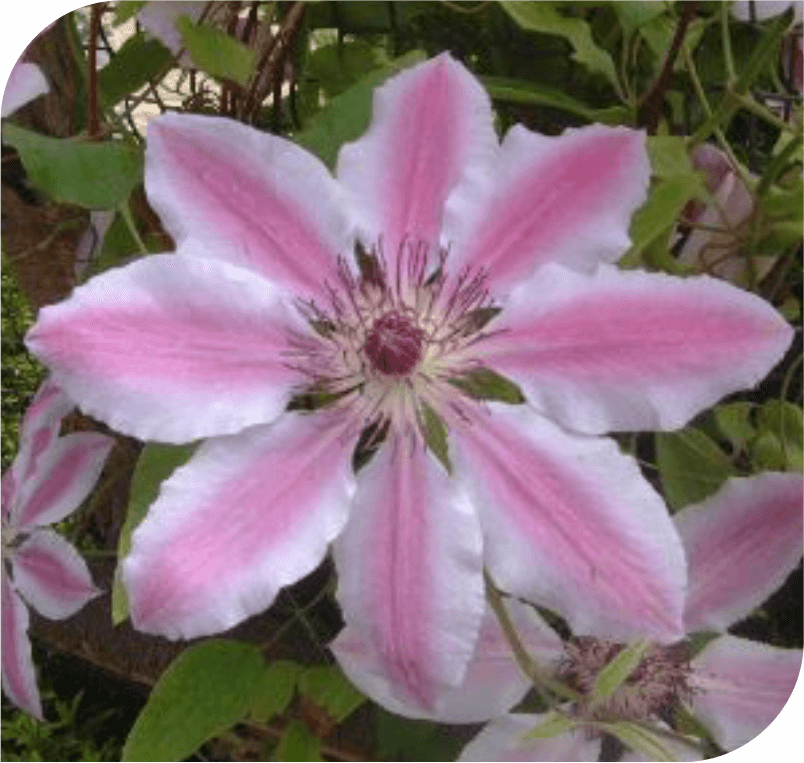 Clematis- The Reality Flower