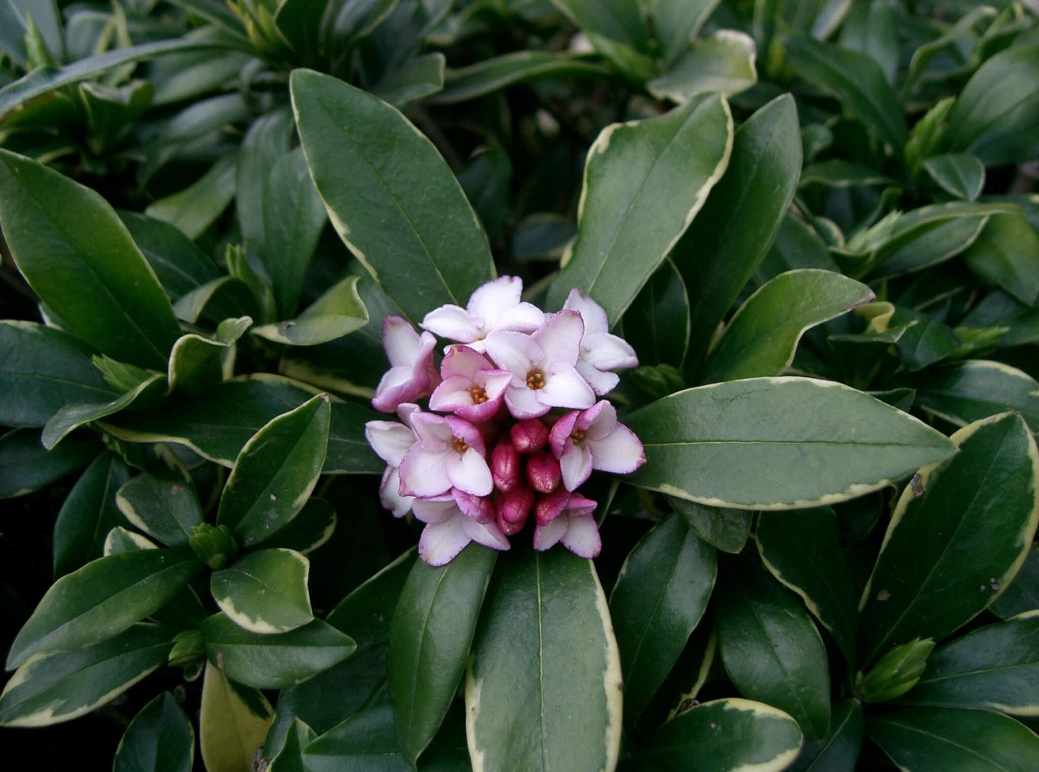 DAPHNE INDICA