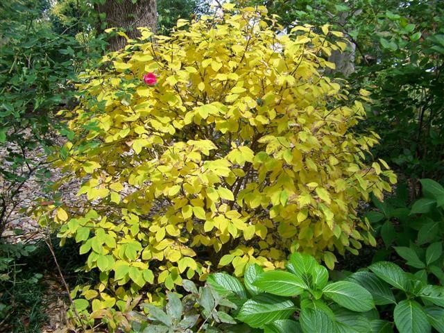 DIRCA PALUSTRIS