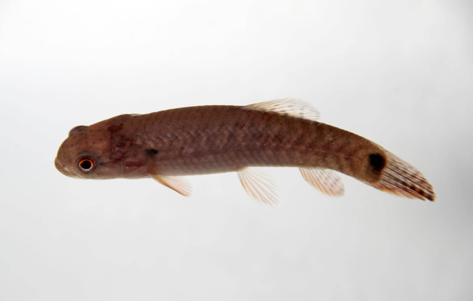 ERYTHRINUS