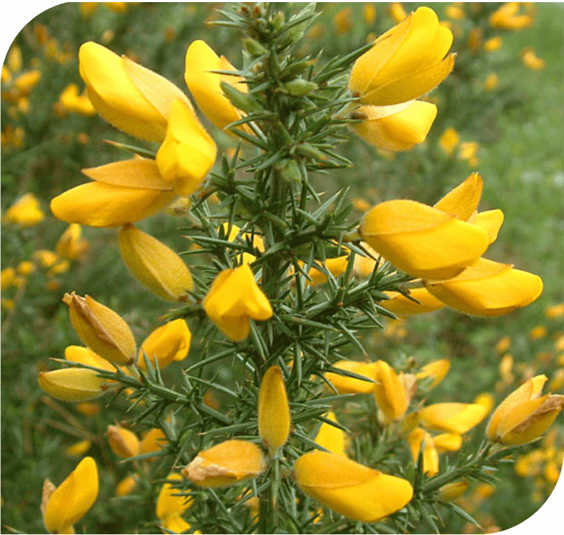 Gorse – The Hope Flower
