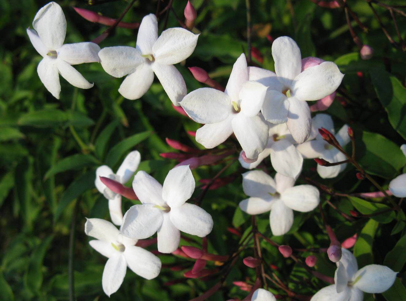 JASMINUM OFFICINALE