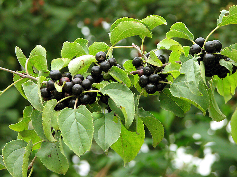 RHAMNUS CATHARTICUS