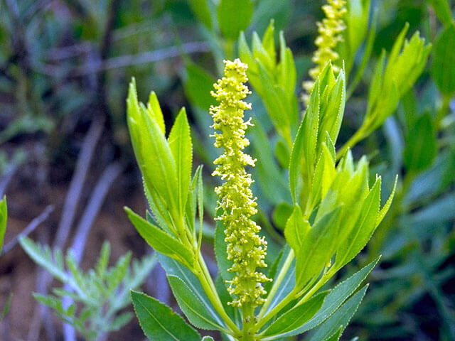 STILLINGIA SYLVATICA