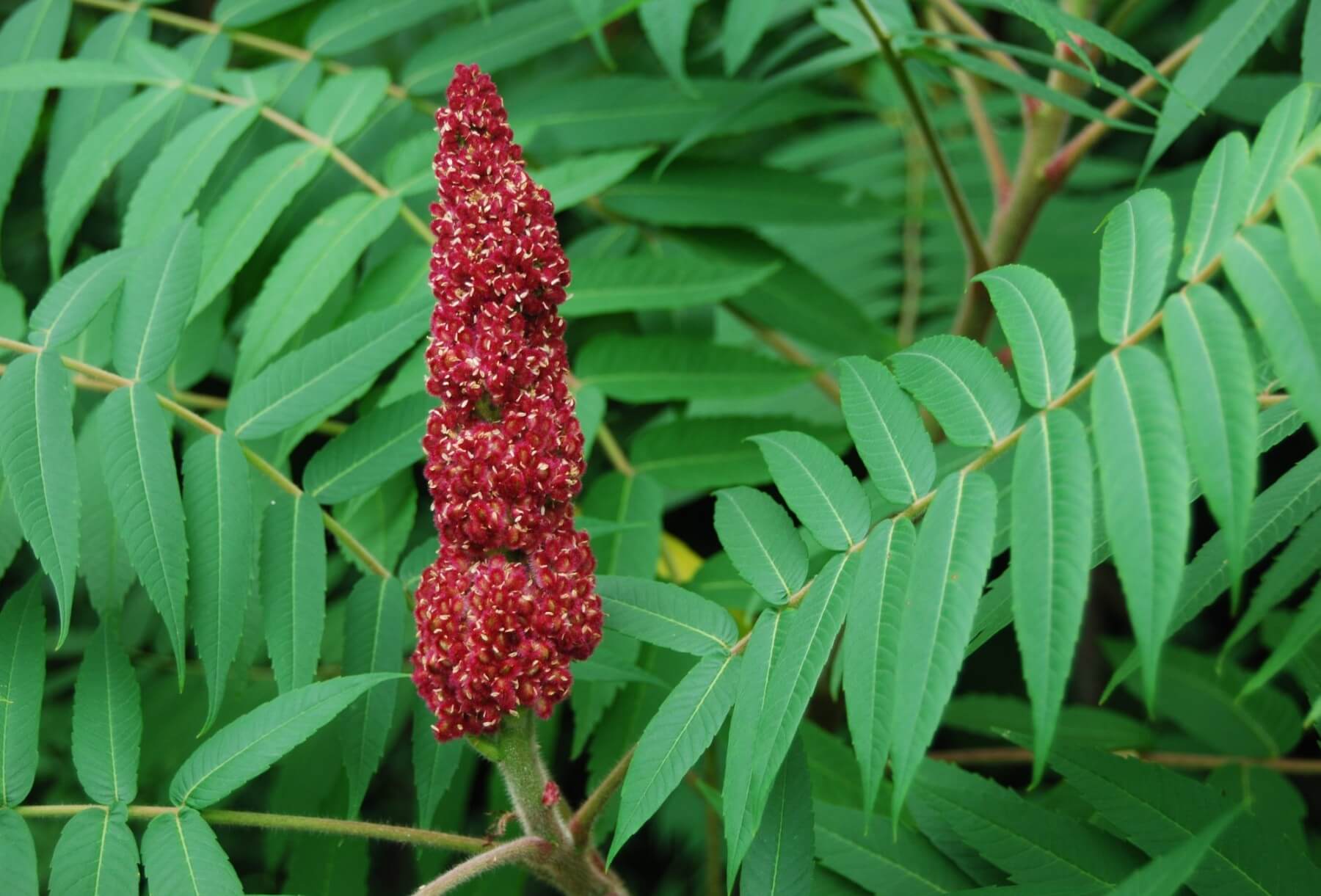 RHUS GLABRA